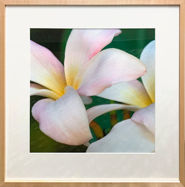 Frangipani by Henry Domke, Image 1.