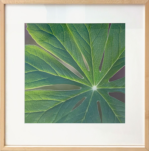 Mayapple by Henry Domke, Image 1.
