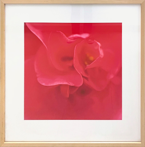 Camelia by Henry Domke, Image 1.