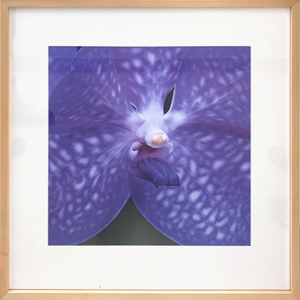 Vanda Orchid by Henry Domke, Image 1.