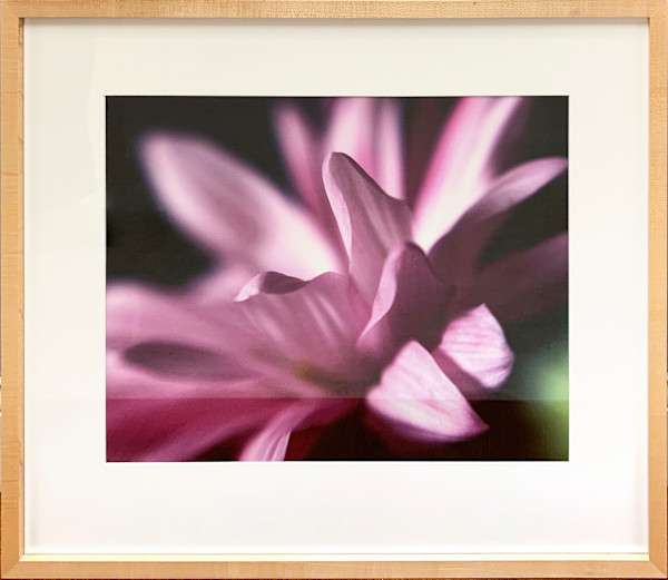 Pink Mum by Ted Van Cleave, Image 1.