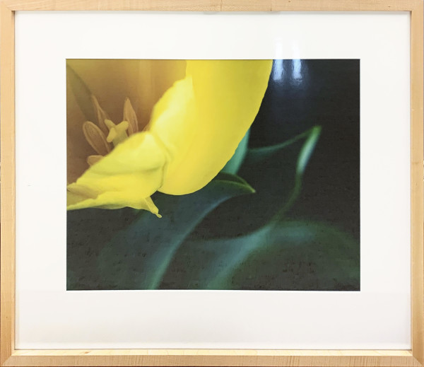 Yellow Tulip by Ted Van Cleave, Image 1.