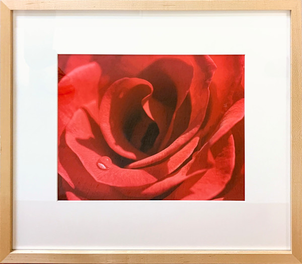 Rose by Ted Van Cleave, Image 1.