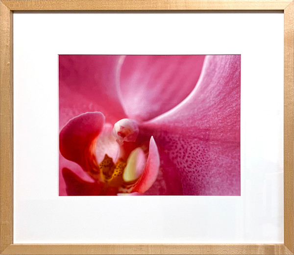 Orchid by Ted Van Cleave, Image 1.
