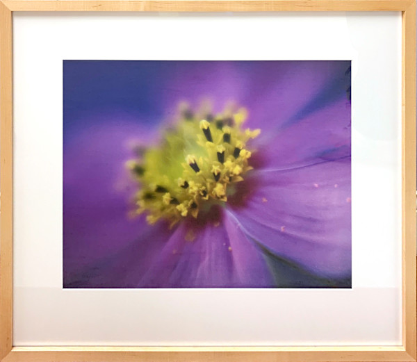 Cosmos by Ted Van Cleave, Image 1.