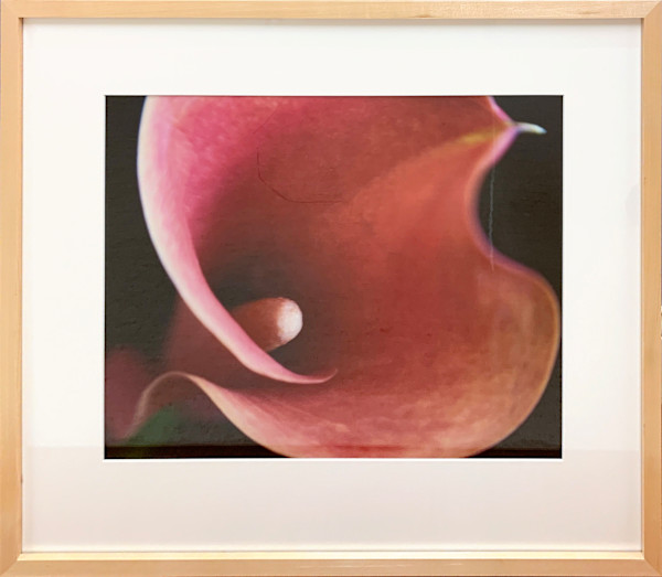 Pink Calla Lily by Ted Van Cleave, Image 1.