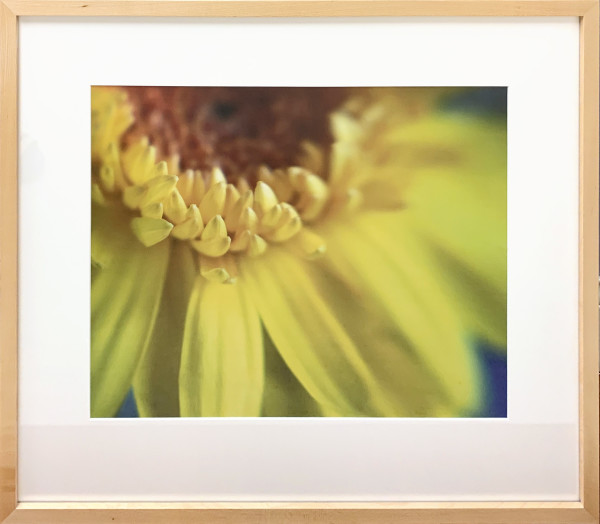 Yellow Daisy by Ted Van Cleave, Image 1.