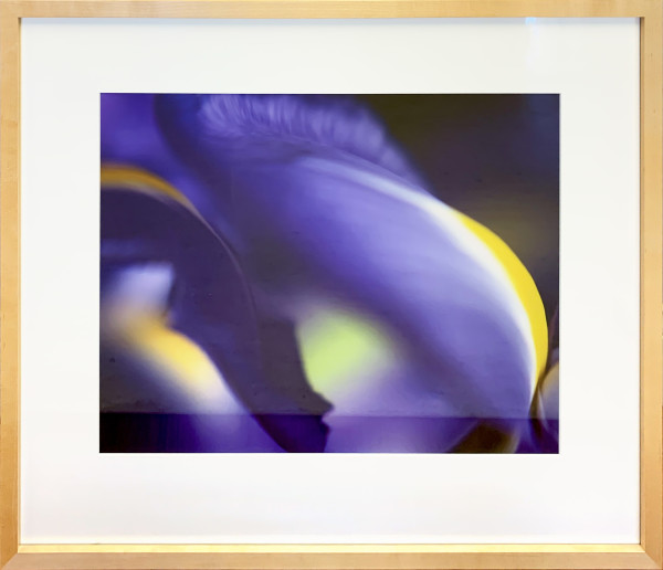 Purple Iris I by Ted Van Cleave, Image 1.