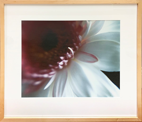Pink and White Mum by Ted Van Cleave, Image 1.