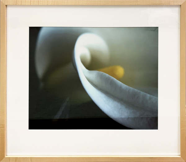White Calla I by Ted Van Cleave, Image 1.