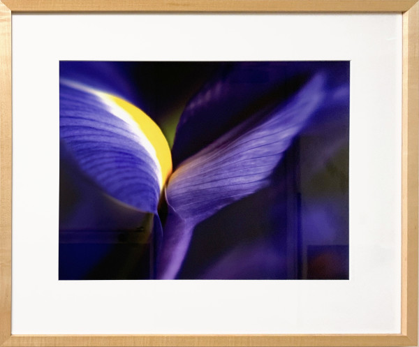 Purple Iris II by Ted Van Cleave, Image 1.