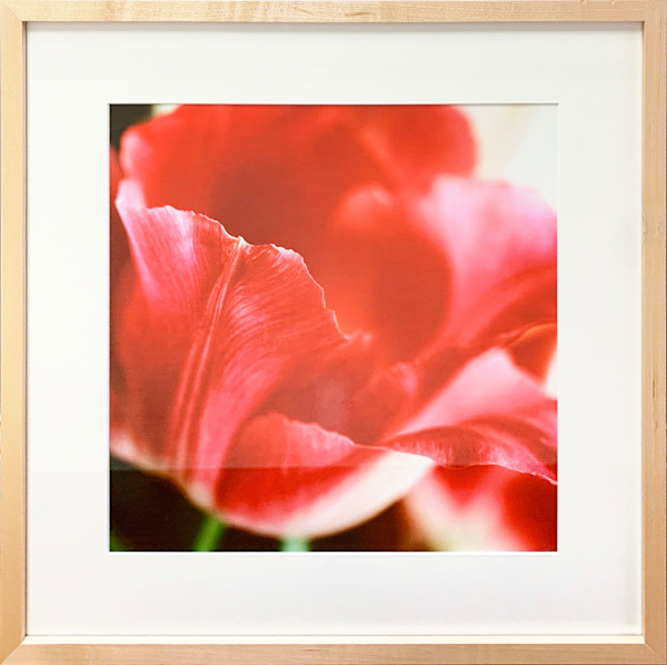 Tulip by Trish Reynolds, Image 1.