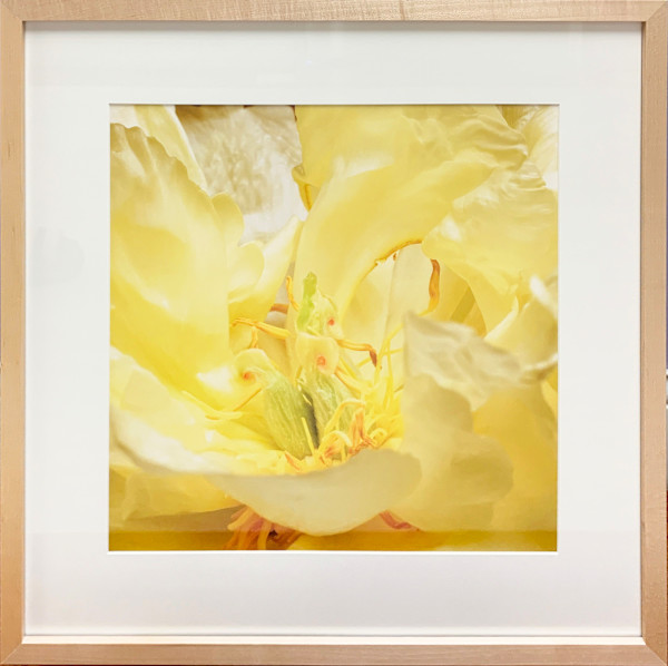 Peony (Yellow cu) by Trish Reynolds, Image 1.