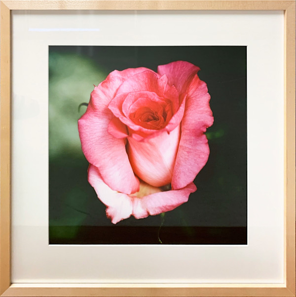Rose: Sheer Elegance by Trish Reynolds, Image 1.