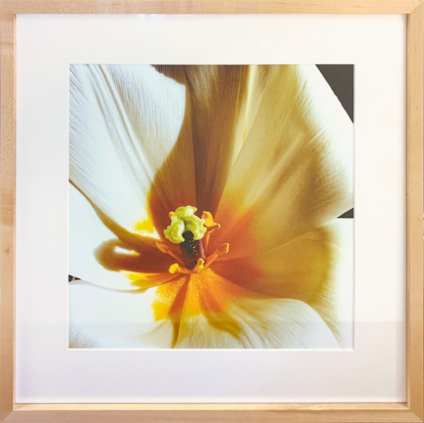 Altoona Tulip by Trish Reynolds, Image 1.