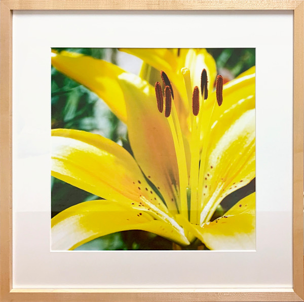 Garden Lilly (Yellow) by Trish Reynolds, Image 1.