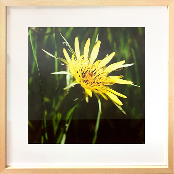 Salsify (Tragopogon Dubius) by Trish Reynolds, Image 1.