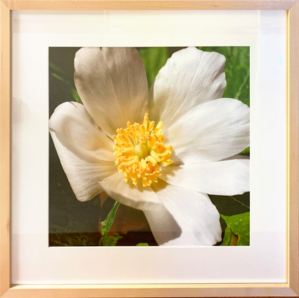 Gold’s Peony by Trish Reynolds, Image 1.
