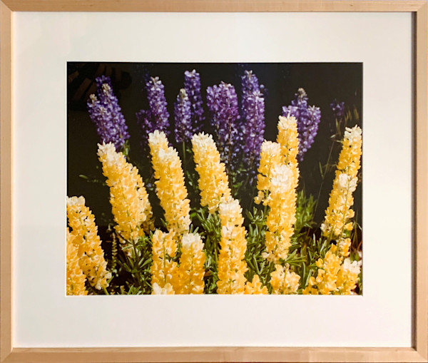 Mixed Lupine by Trish Reynolds, Image 1.
