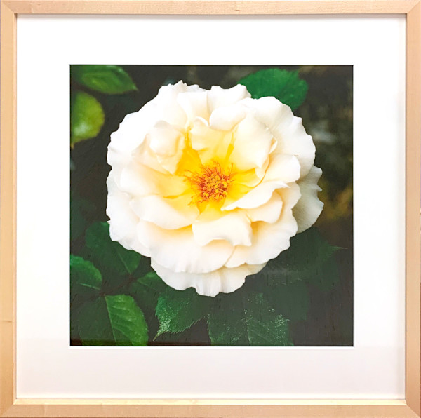 Rose: Grand Prize by Trish Reynolds, Image 1.