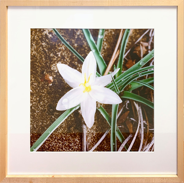 Sand Lily by Trish Reynolds, Image 1.