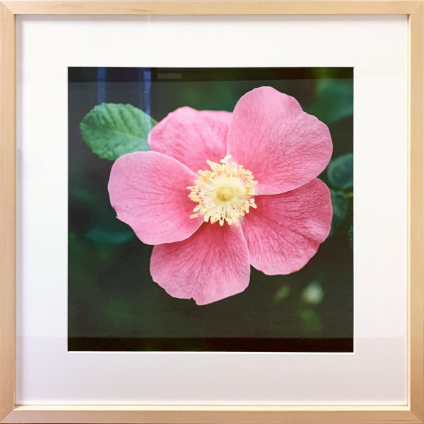 Wild Rose by Trish Reynolds, Image 1.