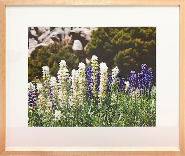 Mixed Lupine by Trish Reynolds, Image 1.