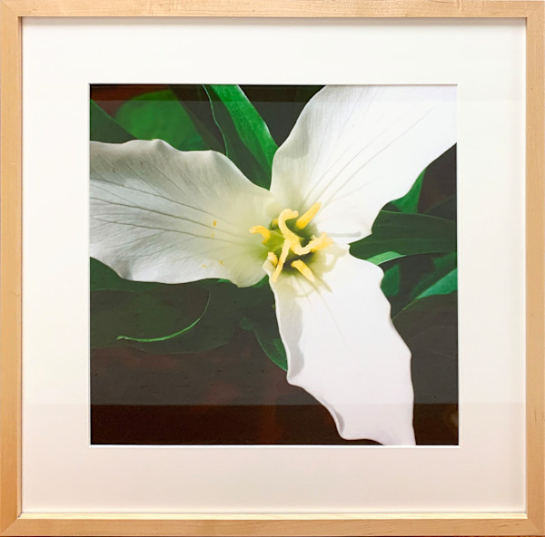 Trillium #3 by Trish Reynolds, Image 1.