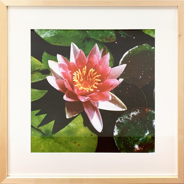 Water Lily by Trish Reynolds, Image 1.