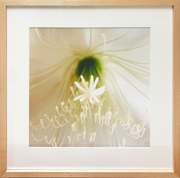 Epiphyllum (White cu) by Trish Reynolds, Image 1.