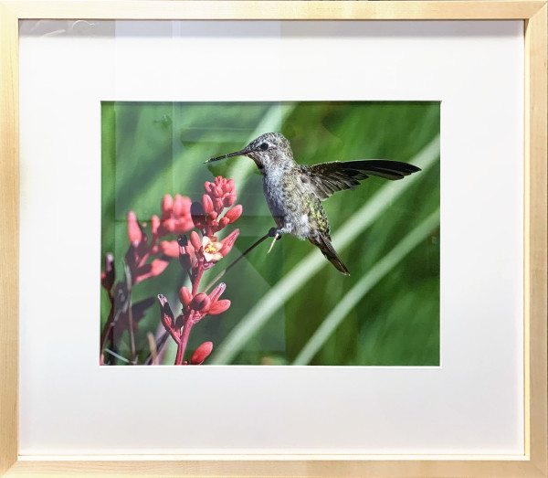 Anna’s Hummingbird on Stem by Diane McAllister, Image 1.