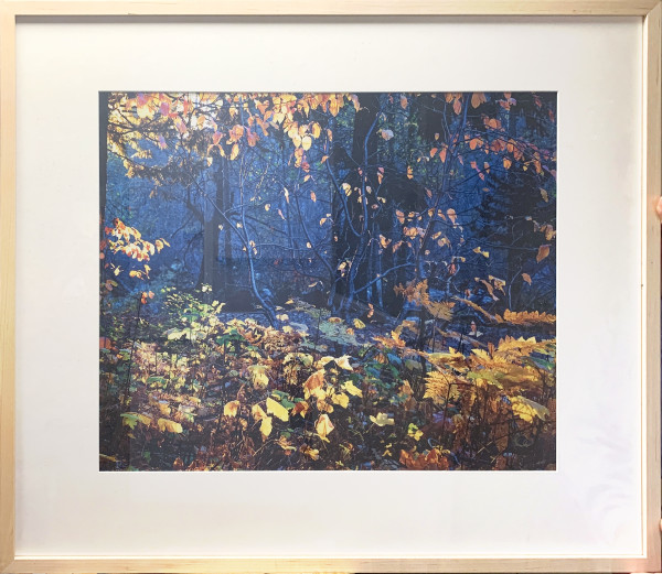 Forest Gold by Robert Desmond, Image 1.