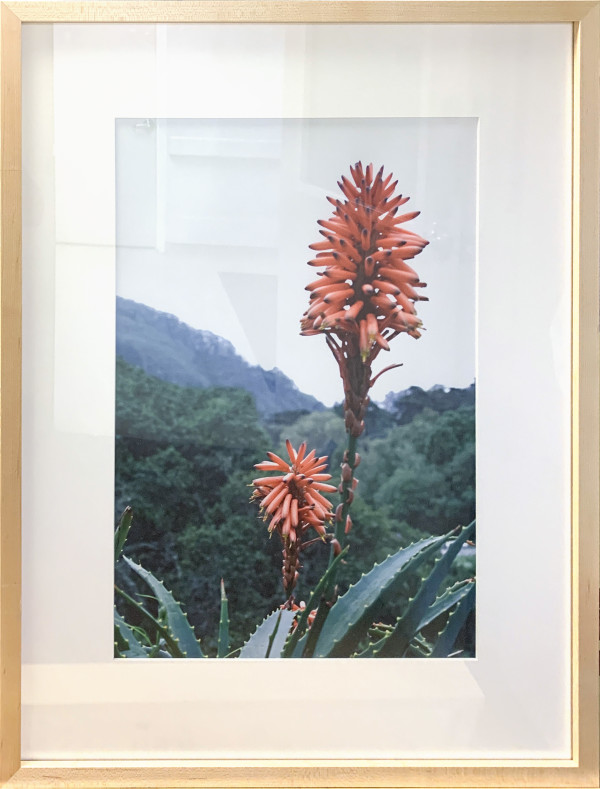 Alow by Sonia Lara-Angulo, Image 1.