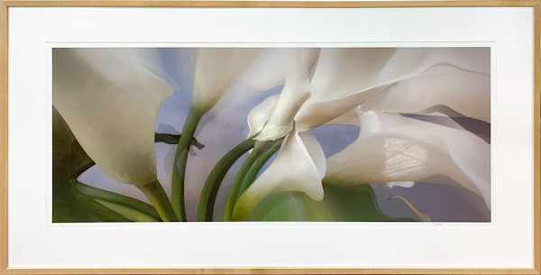 Calla Lillies #28 by Hunt Witherill, Image 1.