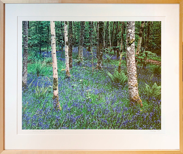 Bluebells, Scotland by Steve Solinsky, Image 1.