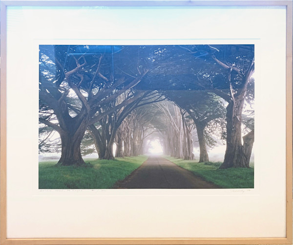 Gothic Wood, Pt. Reyes by Steve Solinsky, Image 1.