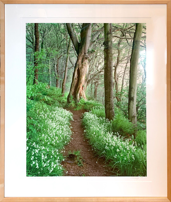 Through Wild Garlic by Steve Solinsky, Image 1.