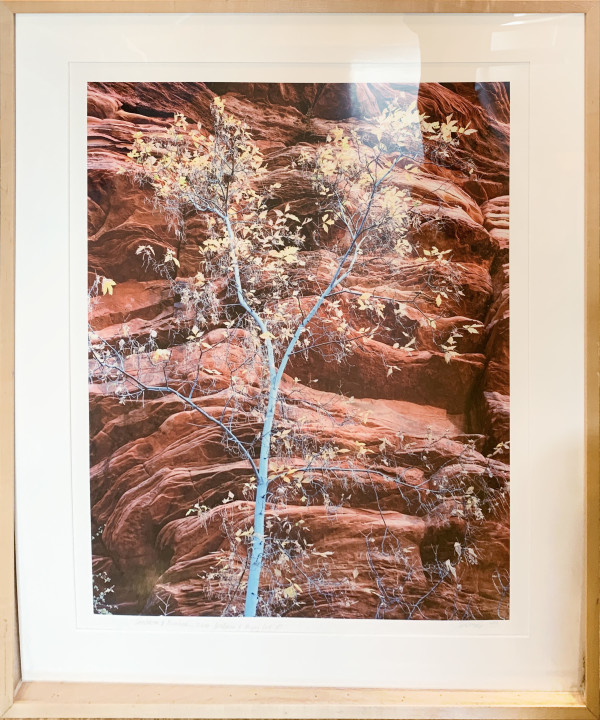Sandstone & Bluebank, Zion by Steve Solinsky, Image 1.
