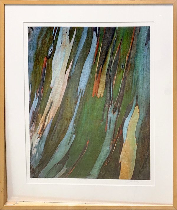 Eucalyptus Bark, Mendocino by Steve Solinsky, Image 1.