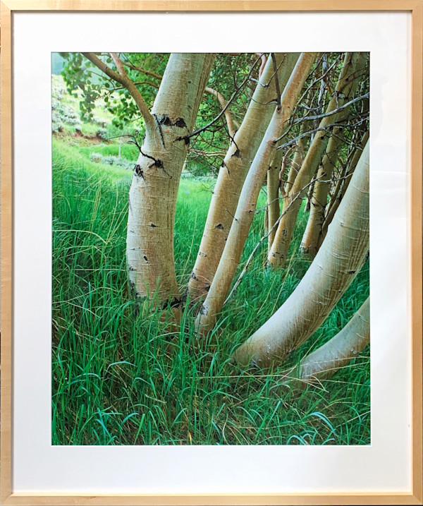 Aspen Trunks by Stephen Chandler, Image 1.