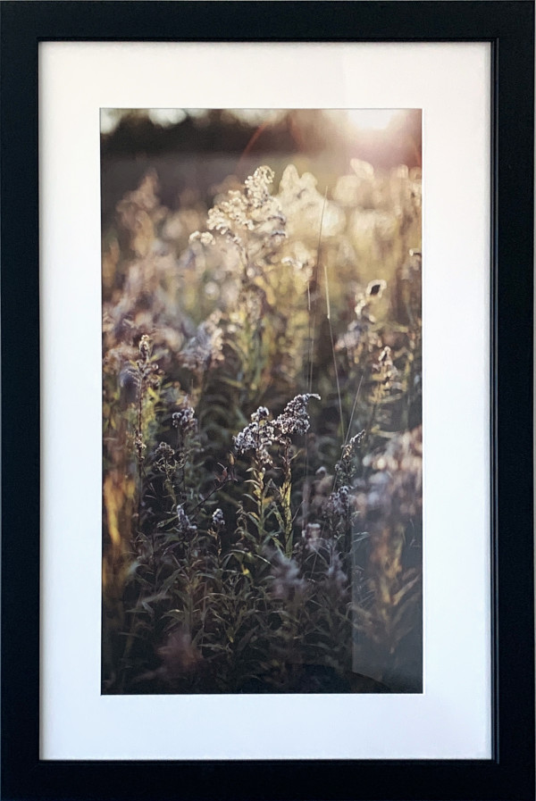 Golden Sunset by Alicia Bock, Image 3.