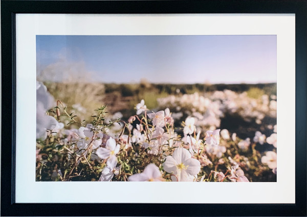 Blooms in the Desert by Michelle Edmonds, Image 3.