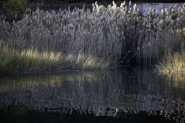 Reeds by Catherine Hartigan Photography