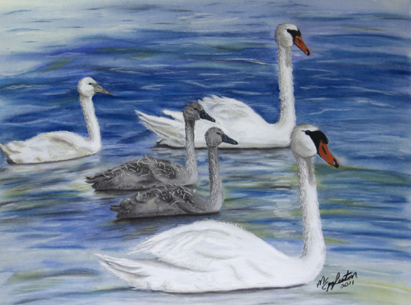 Swan Family by Melissa Eggleston