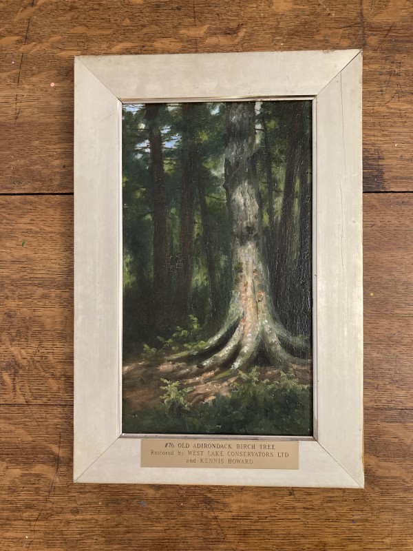 Old Adirondack Birch Tree