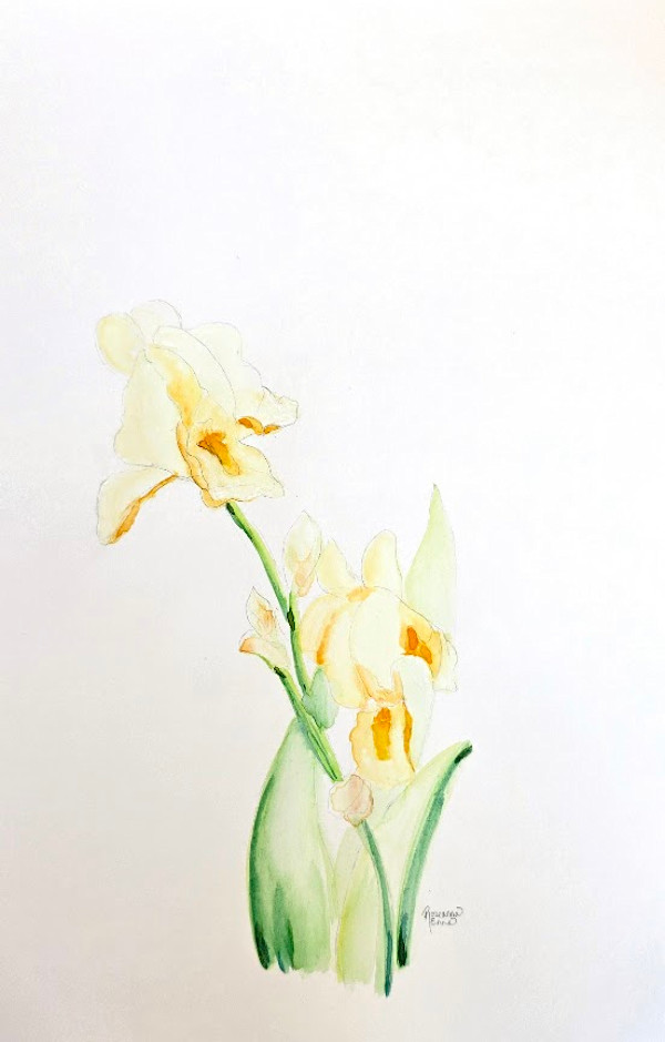 Yellow Iris by Roseanna Enns, Image 1.