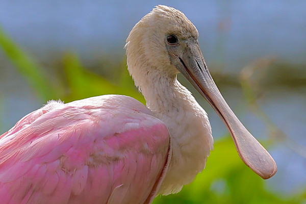 Roseate by Freddi Weiner