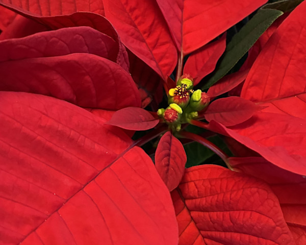 Poinsettia Blooms by Rob Gale