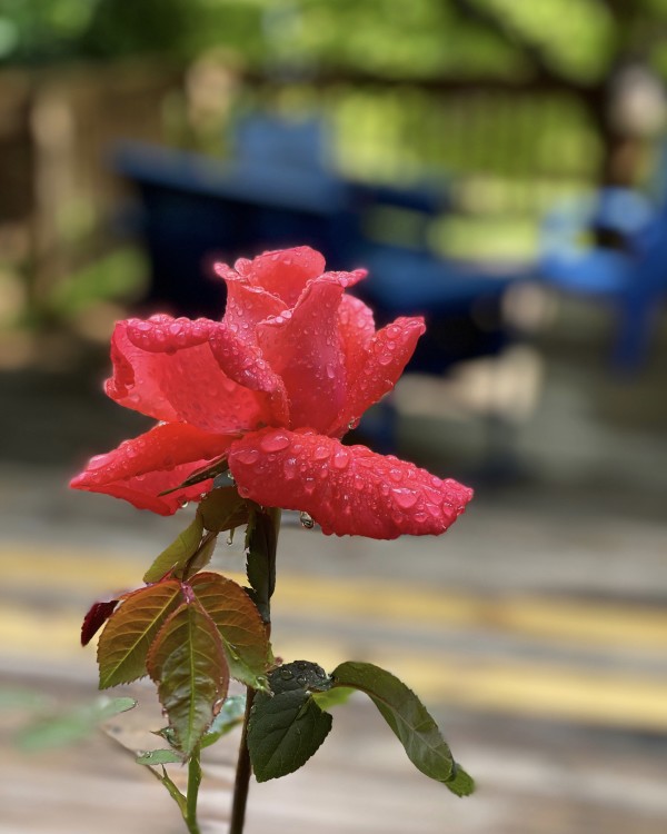A Single Rose by Lisa Sieg