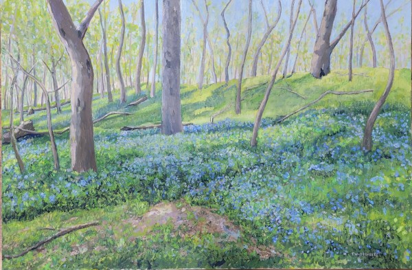Blue Bells Along the C&O Canal by Timothy Whitehouse